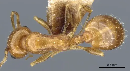 Temnothorax melleus specimen CASENT0904746 image casent0904746_1