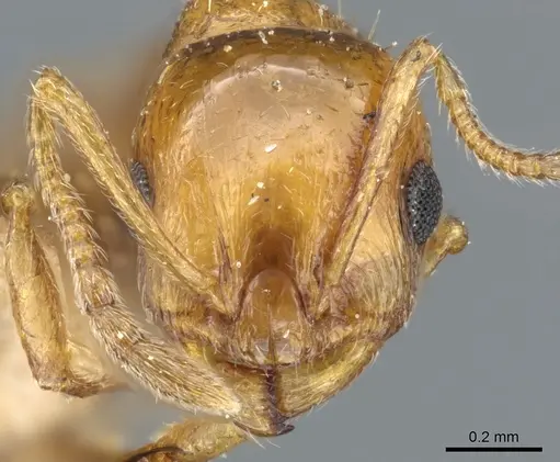 Temnothorax melleus specimen CASENT0904746 image casent0904746_2