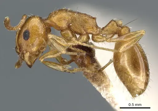 Temnothorax melleus specimen CASENT0904746 image casent0904746_3