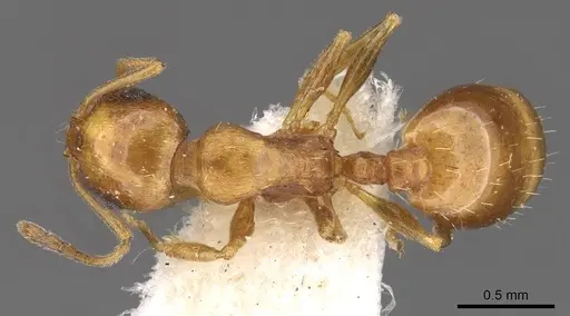 Temnothorax melleus specimen CASENT0909015 image casent0909015_1