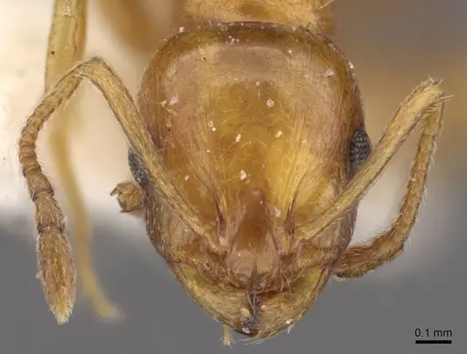 Temnothorax melleus specimen CASENT0909015 image casent0909015_2