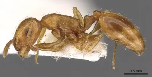 Temnothorax melleus specimen CASENT0909015 image casent0909015_3