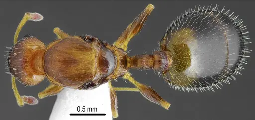 Temnothorax messiniaensis specimen CASENT0846639 image casent0846639_1