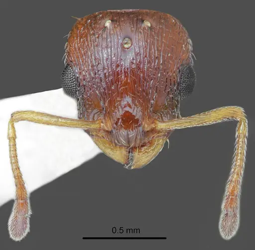 Temnothorax messiniaensis specimen CASENT0846639 image casent0846639_2