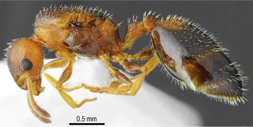 Temnothorax messiniaensis specimen CASENT0846639 image casent0846639_3