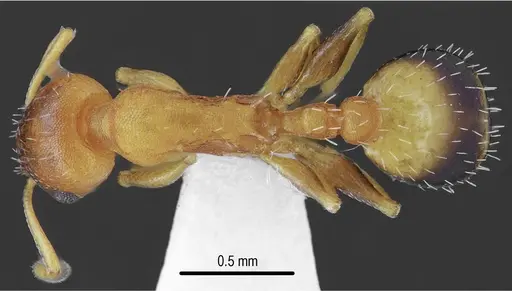 Temnothorax messiniaensis specimen CASENT0846796 image casent0846796_1