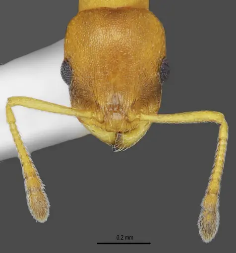 Temnothorax messiniaensis specimen CASENT0846796 image casent0846796_2