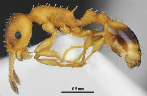 Temnothorax messiniaensis specimen CASENT0846796 image casent0846796_3