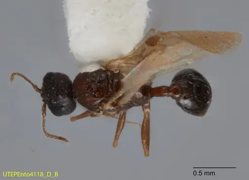 Temnothorax mexicanus specimen UTEPENTO4118-01 image utepento4118-01_1