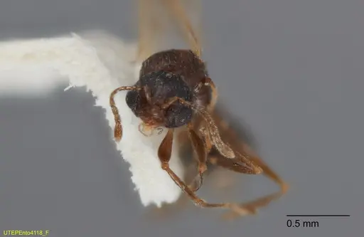 Temnothorax mexicanus specimen UTEPENTO4118-01 image utepento4118-01_2