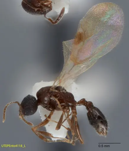 Temnothorax mexicanus specimen UTEPENTO4118-01 image utepento4118-01_3