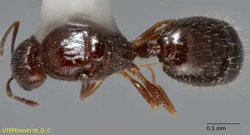 Temnothorax mexicanus specimen UTEPENTO4118-02 image utepento4118-02_1