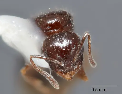 Temnothorax mexicanus specimen UTEPENTO4118-02 image utepento4118-02_2