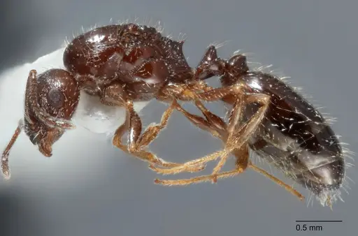 Temnothorax mexicanus specimen UTEPENTO4118-02 image utepento4118-02_3