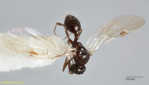 Temnothorax mexicanus specimen UTEPENTO4118-03 image utepento4118-03_1