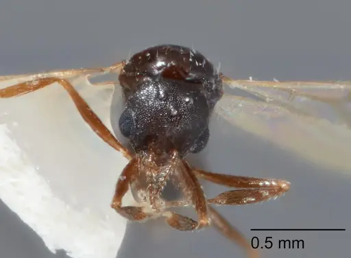 Temnothorax mexicanus specimen UTEPENTO4118-03 image utepento4118-03_2