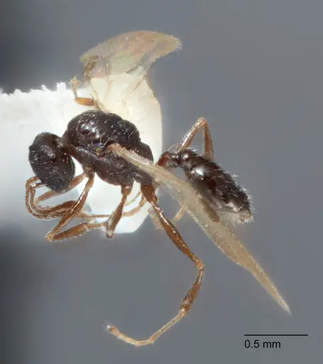 Temnothorax mexicanus specimen UTEPENTO4118-03 image utepento4118-03_3