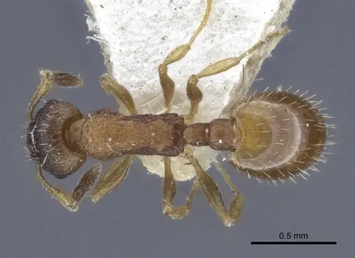 Temnothorax michali specimen CASENT0916698 image casent0916698_1