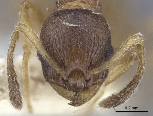 Temnothorax michali specimen CASENT0916698 image casent0916698_2