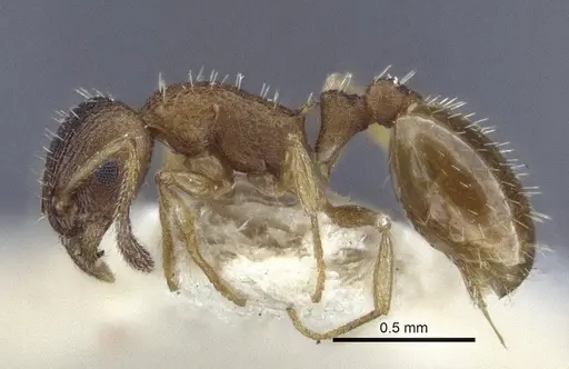 Temnothorax michali specimen CASENT0916698 image casent0916698_3