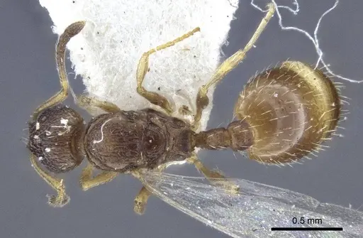 Temnothorax michali specimen CASENT0916699 image casent0916699_1