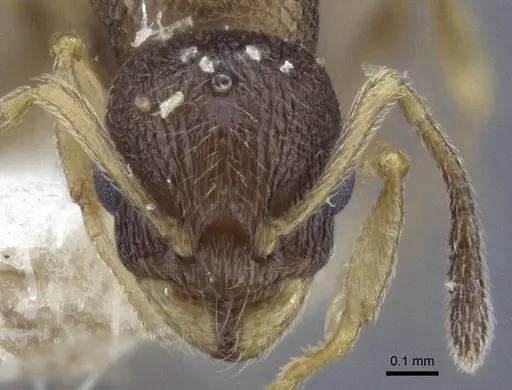 Temnothorax michali specimen CASENT0916699 image casent0916699_2