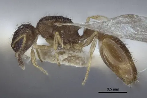 Temnothorax michali specimen CASENT0916699 image casent0916699_3