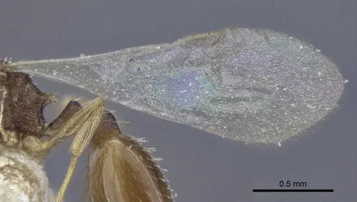 Temnothorax michali specimen CASENT0916699 image casent0916699_4