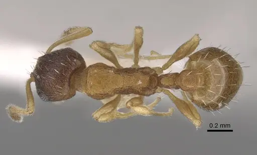 Temnothorax michali specimen CASENT0917455 image casent0917455_1