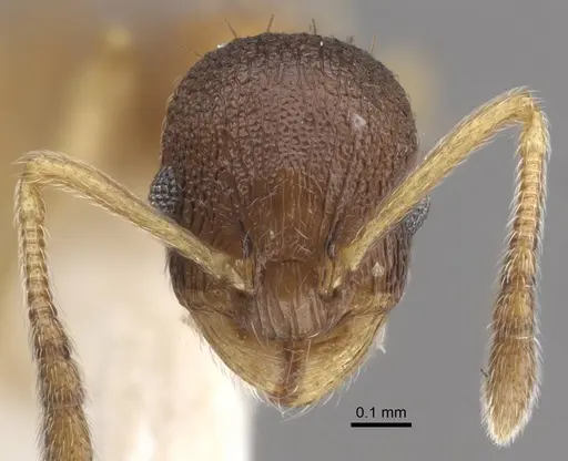 Temnothorax michali specimen CASENT0917455 image casent0917455_2