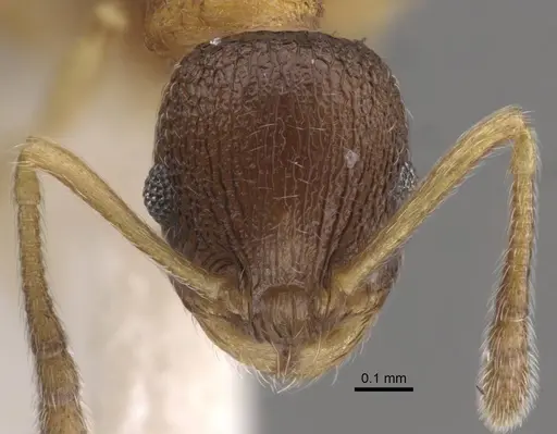 Temnothorax michali specimen CASENT0917455 image casent0917455_3
