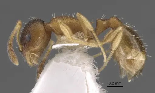 Temnothorax michali specimen CASENT0917455 image casent0917455_4