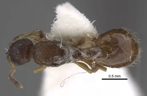 Temnothorax michali specimen CASENT0917456 image casent0917456_1
