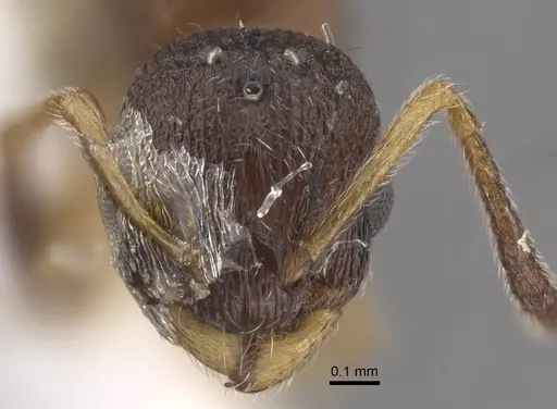 Temnothorax michali specimen CASENT0917456 image casent0917456_2