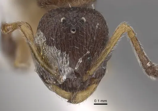 Temnothorax michali specimen CASENT0917456 image casent0917456_3