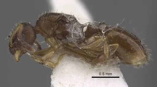 Temnothorax michali specimen CASENT0917456 image casent0917456_4