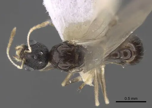 Temnothorax michali specimen CASENT0917457 image casent0917457_1