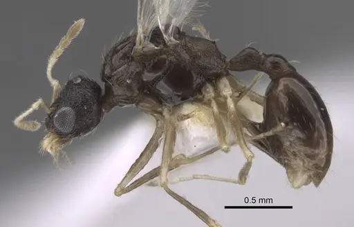 Temnothorax michali specimen CASENT0917457 image casent0917457_4