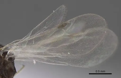 Temnothorax michali specimen CASENT0917457 image casent0917457_5