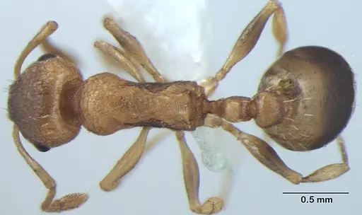 Temnothorax microreticulatus specimen ANTWEB1008017 image antweb1008017_1