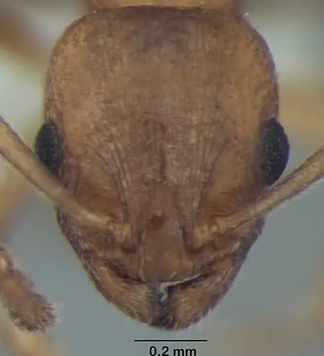 Temnothorax microreticulatus specimen ANTWEB1008017 image antweb1008017_2