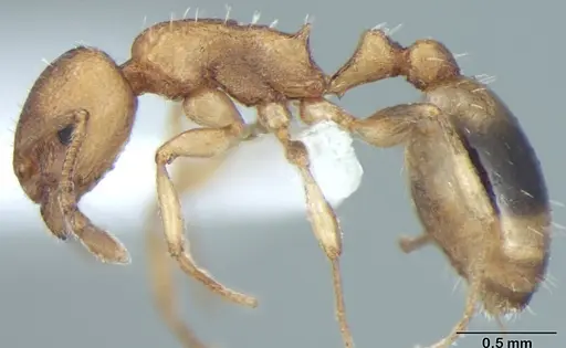 Temnothorax microreticulatus specimen ANTWEB1008017 image antweb1008017_3