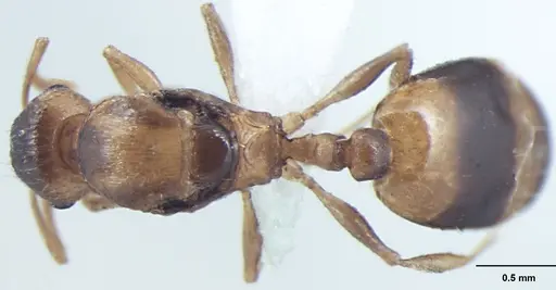 Temnothorax microreticulatus specimen ANTWEB1008018 image antweb1008018_1