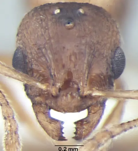 Temnothorax microreticulatus specimen ANTWEB1008018 image antweb1008018_2