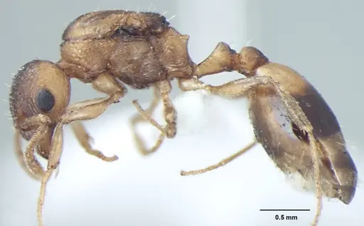 Temnothorax microreticulatus specimen ANTWEB1008018 image antweb1008018_3