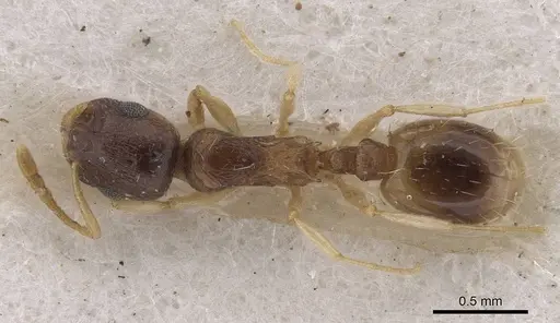 Temnothorax mimeuri specimen CASENT0915392 image casent0915392_1