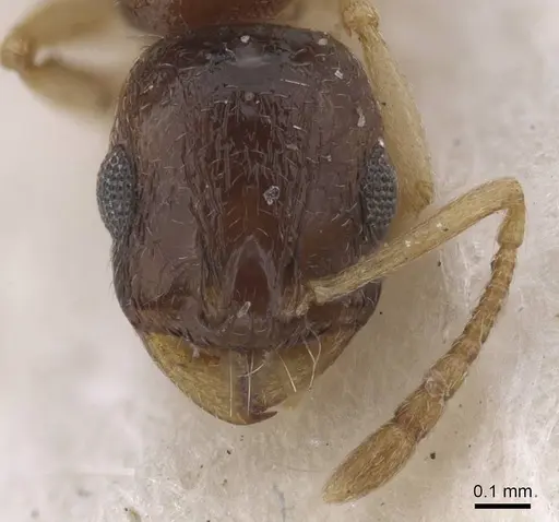 Temnothorax mimeuri specimen CASENT0915392 image casent0915392_2