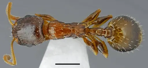 Temnothorax minotaurosi specimen CASENT0845915 image casent0845915_1