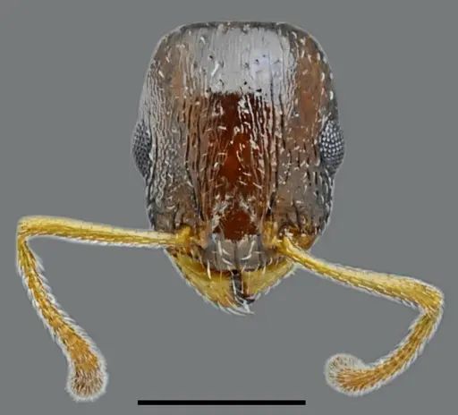 Temnothorax minotaurosi specimen CASENT0845915 image casent0845915_2