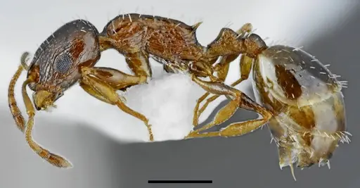 Temnothorax minotaurosi specimen CASENT0845915 image casent0845915_3